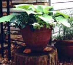 Hosta 'Sum and Substance' in a Pot