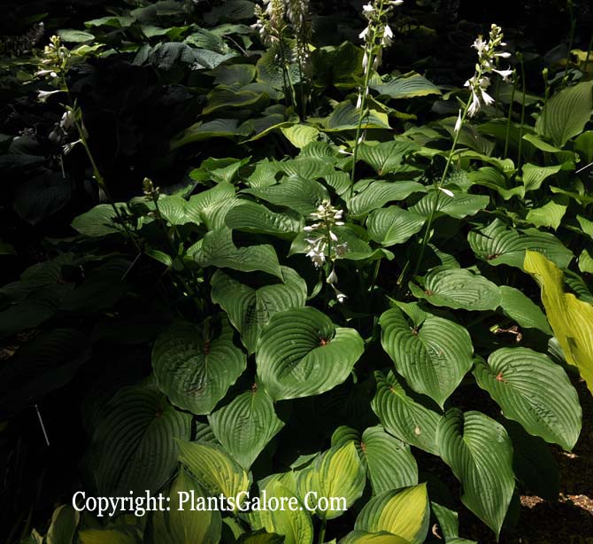 Hosta 'Candy Cane' from The Hosta Helper Presented by