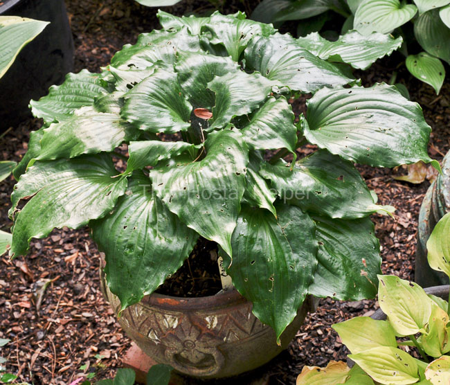Hosta 'Candy Dish' from The Hosta Helper Presented by