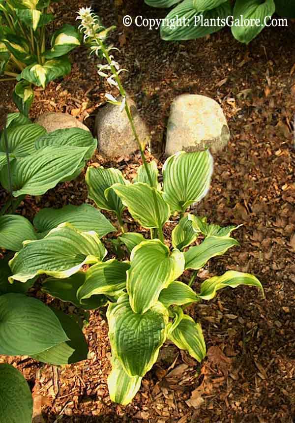 Hosta 'Ebb Tide' from The Hosta Helper Presented by