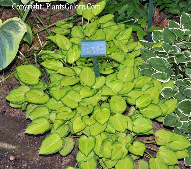 Hosta 'Emerald Tiara' from The Hosta Helper Presented by