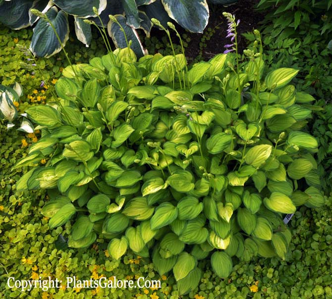 Hosta 'Emerald Tiara' from The Hosta Helper Presented by