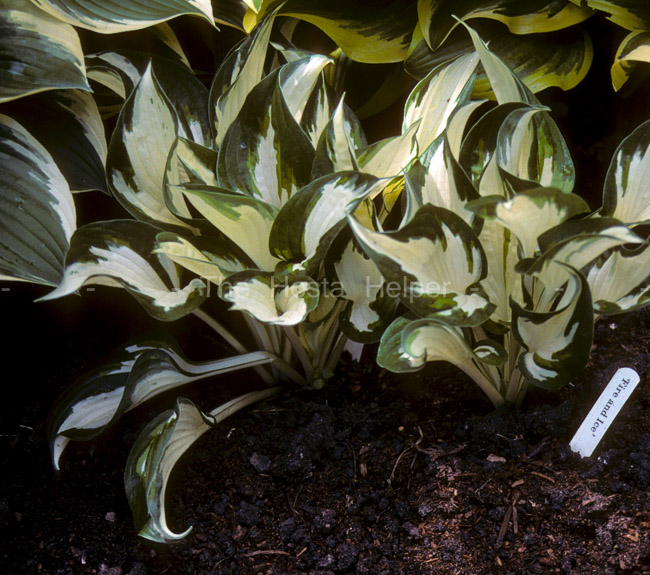 P00 Hosta 
