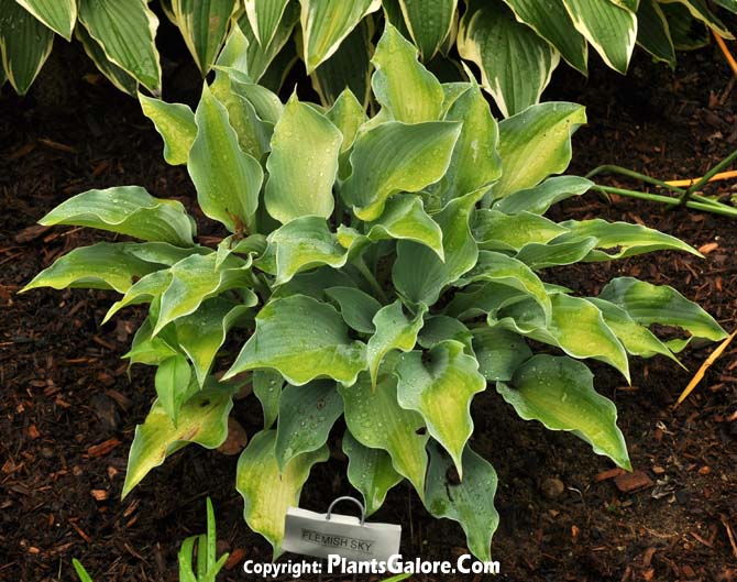 Hosta 'Flemish Sky' from The Hosta Helper Presented by