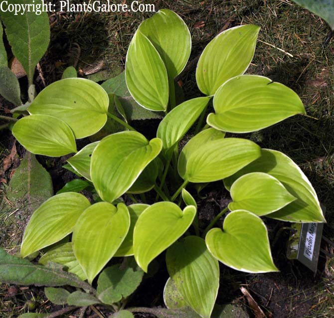 Hosta 'Frozen Margarita' from The Hosta Helper Presented by