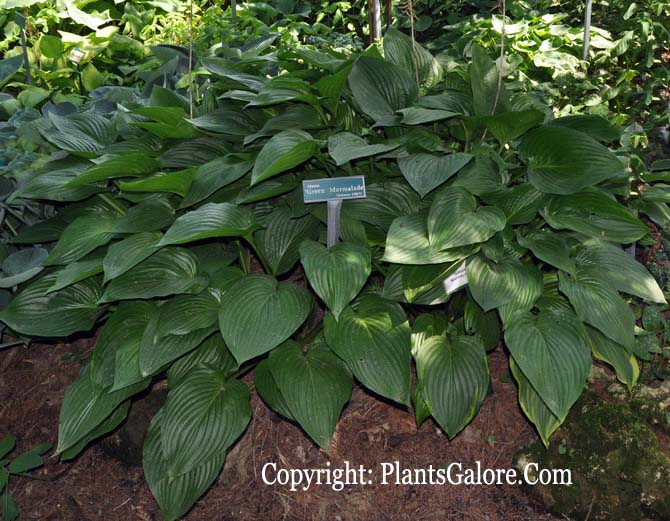 Hosta 'Green Marmalade' from The Hosta Helper Presented by