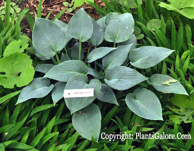 Hosta 'Hadspen Blue' from The Hosta Helper Presented by