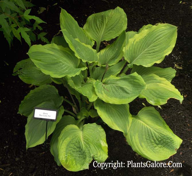 Hosta 'Key Lime Pie' from The Hosta Helper Presented by