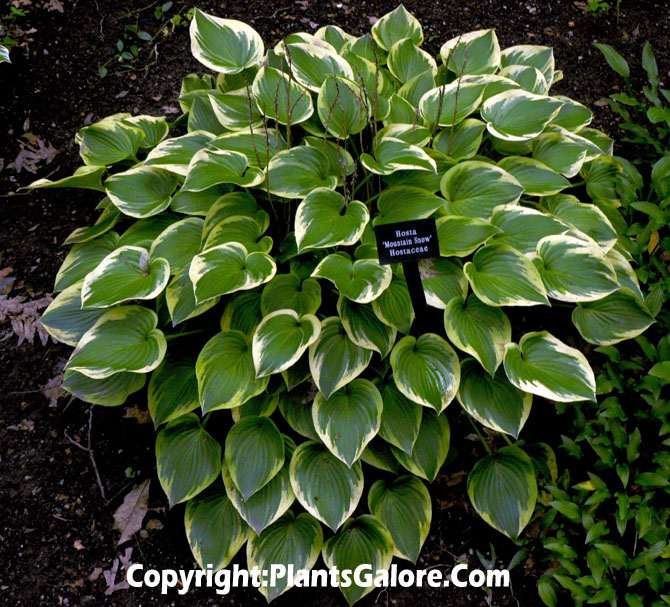 hosta montana mountain snow from the hosta helper presented by plantsgalore com hosta montana mountain snow from the hosta helper presented by plantsgalore com