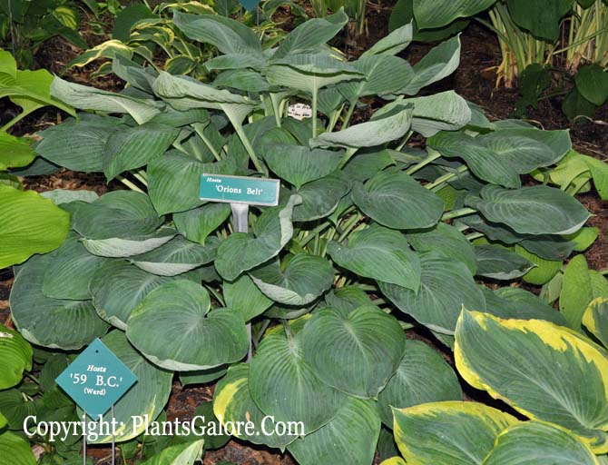 Hosta 'Orion's Belt' from The Hosta Helper Presented by