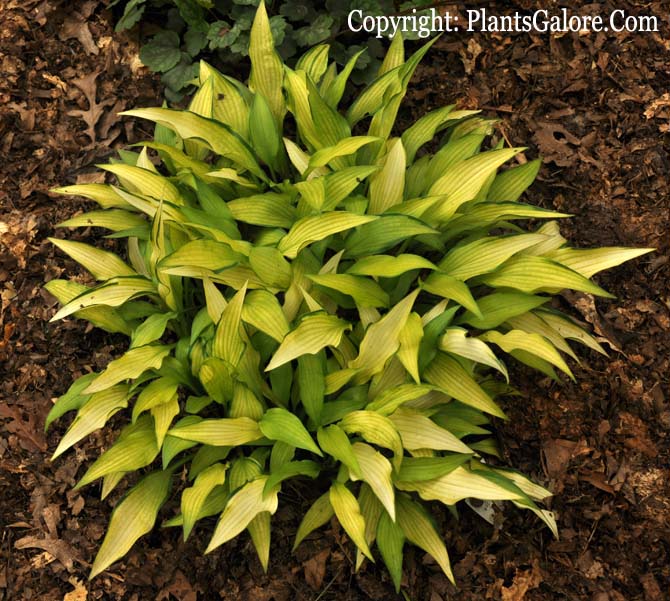 Hosta 'Pineapple Upsidedown Cake' from The Hosta Helper Presented by