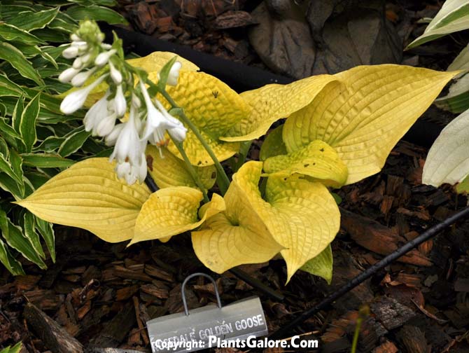 Hosta 'Rosedale Golden Goose' from The Hosta Helper Presented by