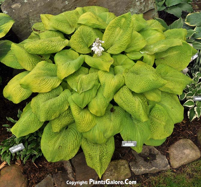 Hosta 'Rosedale Golden Goose' from The Hosta Helper - Presented by ...