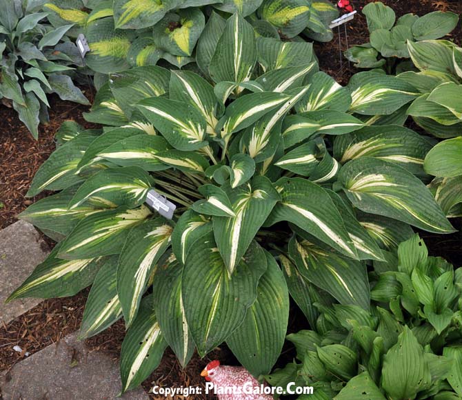 Hosta 'Sharp Dressed Man' from The Hosta Helper Presented by
