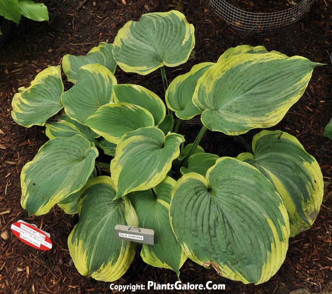 Hosta 'Mount Tom' from The Hosta Helper Presented by