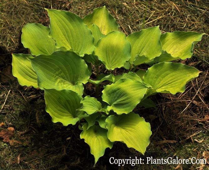Hosta 'Sky Princess' from The Hosta Helper Presented by