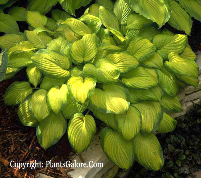 Hosta 'Stained Glass' from The Hosta Helper Presented by
