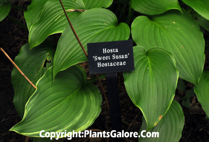 Hosta ‘Sweet Susan’ from The Hosta Helper - Presented by PlantsGalore.Com