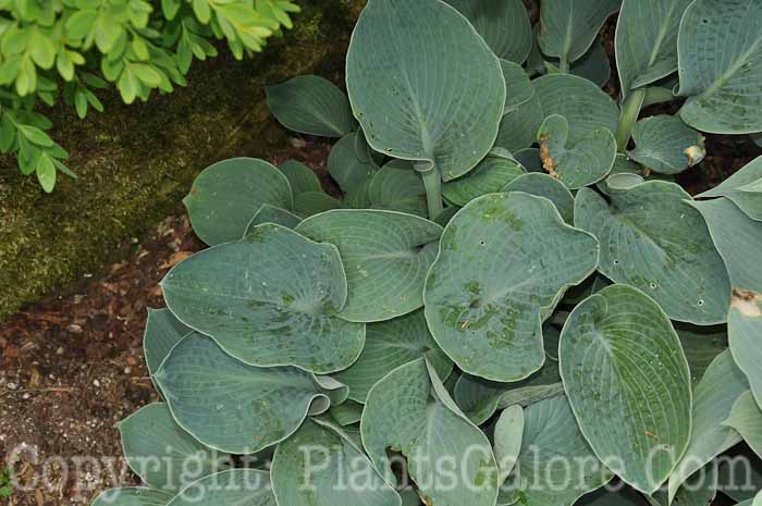 Hosta_Blue-for-You-2010-Wades