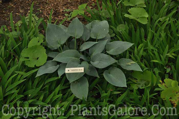 Hosta_Hadspen_Blue_2010_AHS