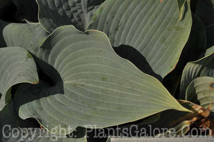 Hosta_Lonesome-and-Blue-2010-Wades