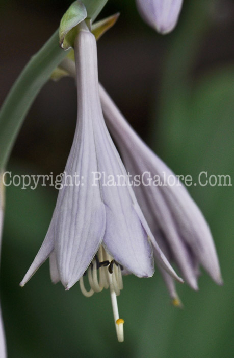 Hosta_Krossa_Regal_bloom_2010