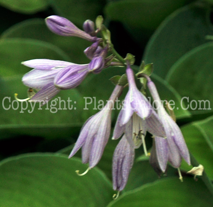 Hosta_Lancifolia-HLG-2011-07