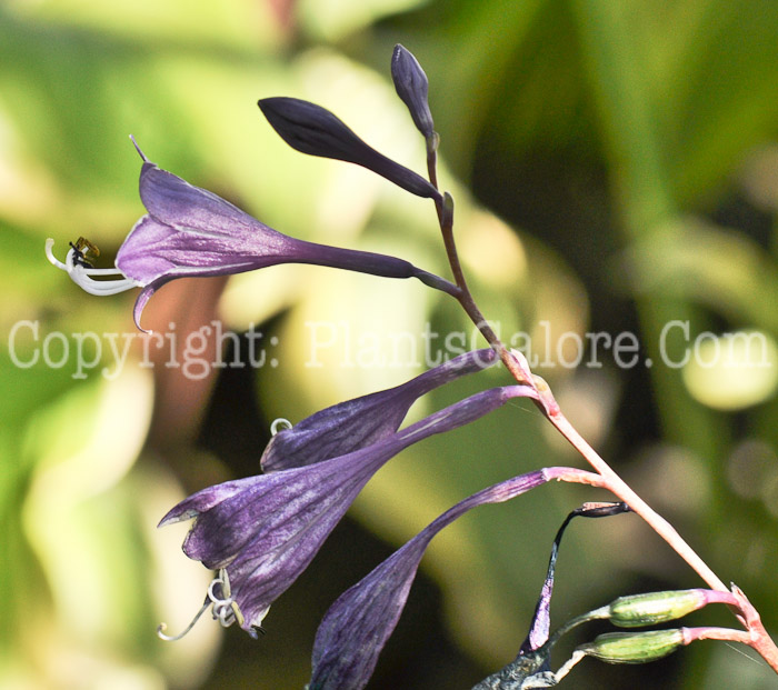 Hosta_Lancifolia_HLG-flowers-8-2011-001_3