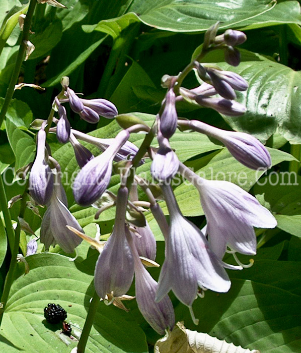 Hosta_Birchwood_Parkys_Gold-flower-2009