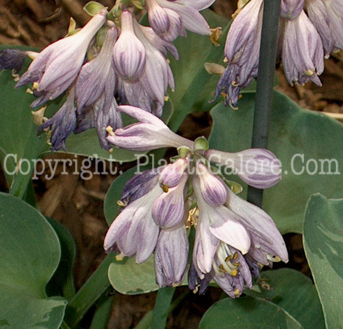 Hosta_Blue_Mouse_Ears-flower-2009