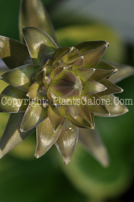 Hosta_Colossal-j-2010-Wades