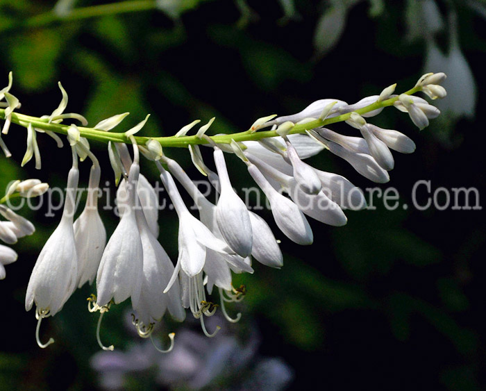 Hosta_Crispula-HLG-2011-07