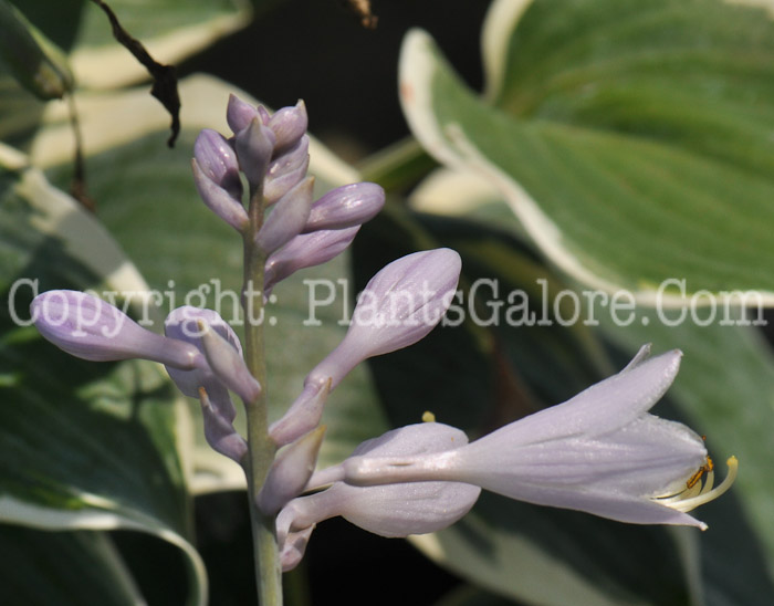 Hosta_First_Frost_Bordines-08-2011-001_2