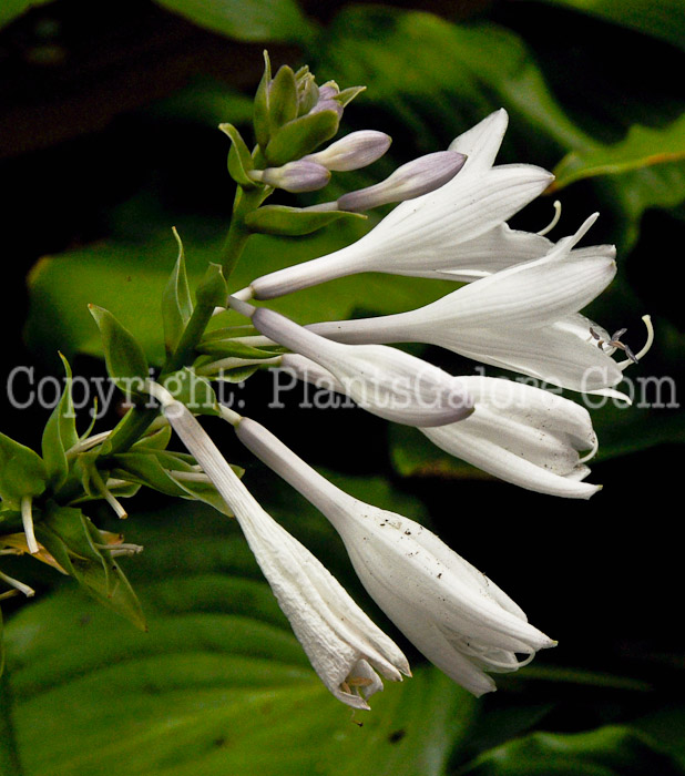 Hosta_Flower_Power-Toledo-08-2011-2_2