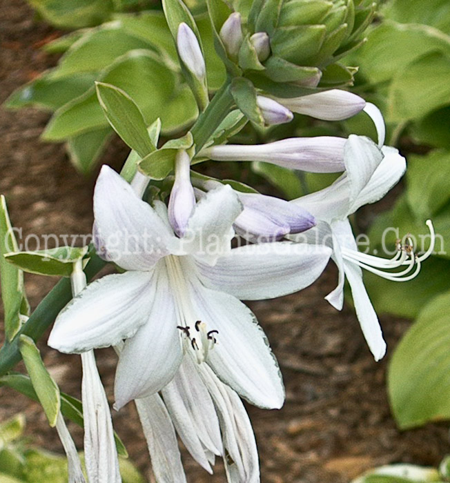 Hosta_Fragrant_Dream_flower