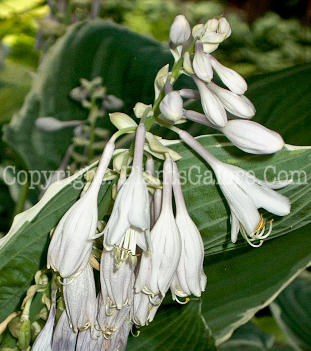 Hosta_Frosted_Jade-flower-2009