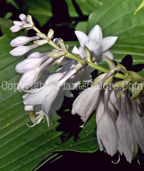 Hosta_Green_Acres-HLG-2011-07