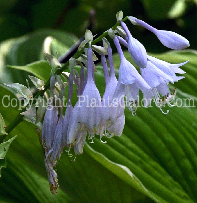 Hosta_Green_Spot-HLG-2011-07