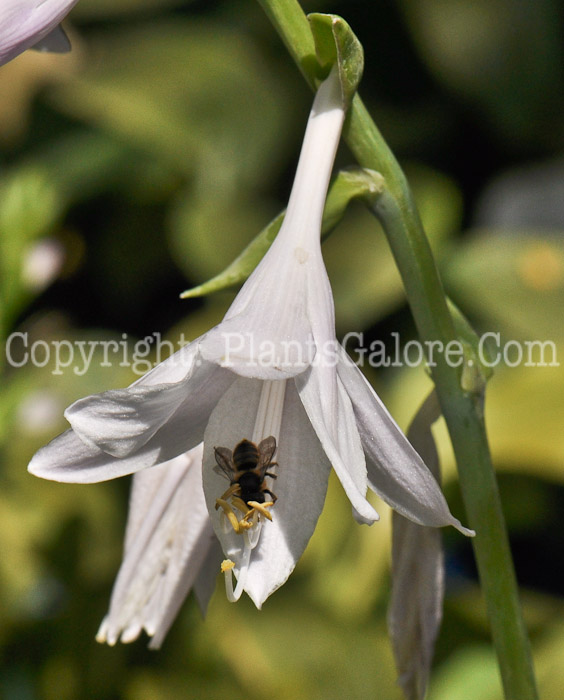 Hosta_Guacamole-EngGard-08-2011-1