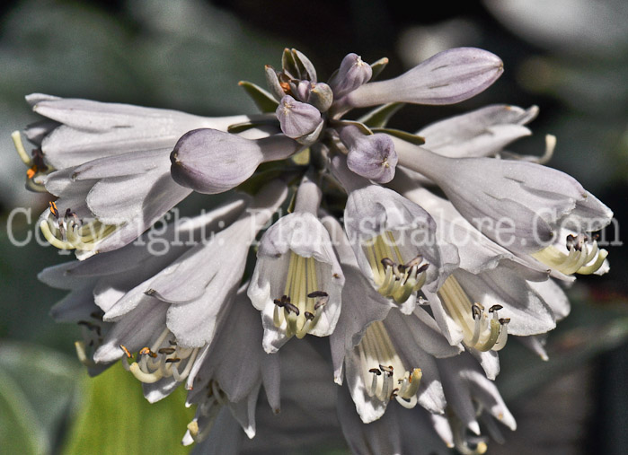 Hosta_Hadspen_Blue-2012-2