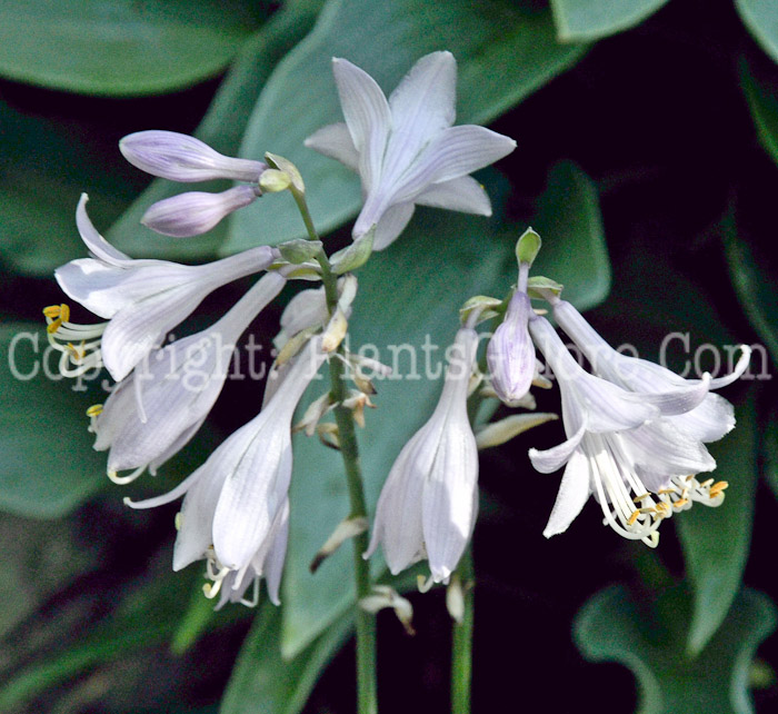 Hosta_Hadspen_Heron-HLG-2011-08