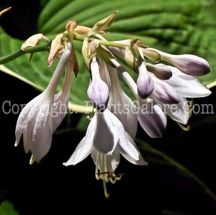 Hosta_Heartsong-HLG-2011-07