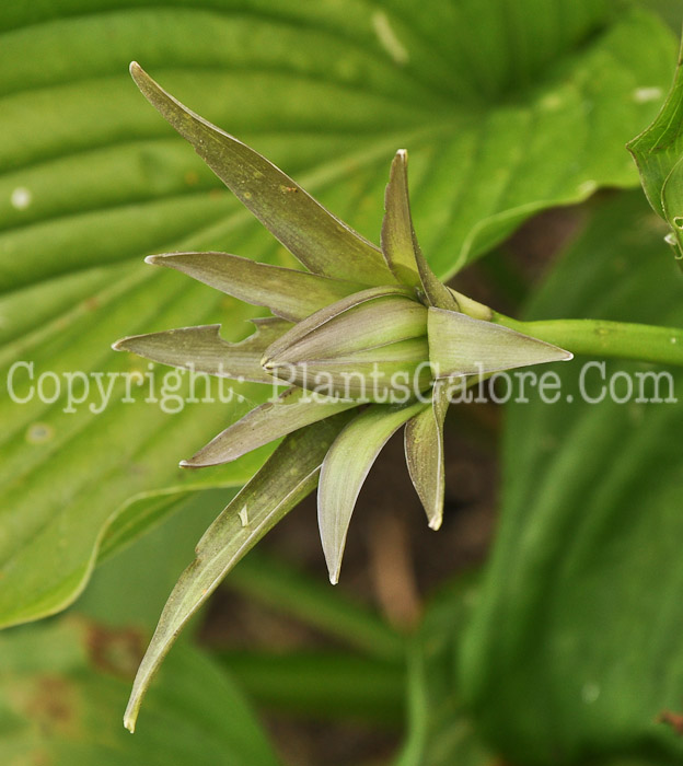 Hosta_Jade-Cascade-2010-Wades