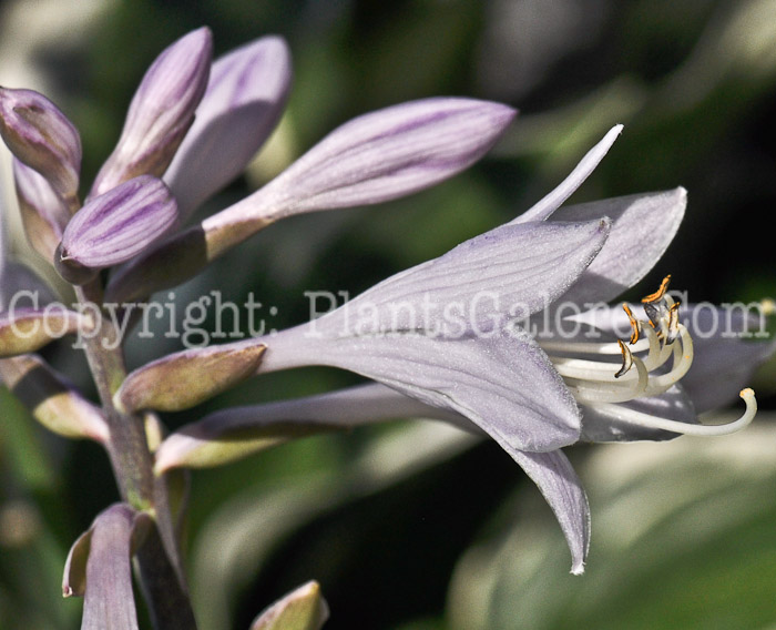 Hosta_June-2012-2