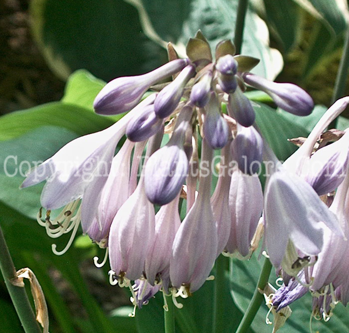 Hosta_Minnie_Klopping-flower-2009