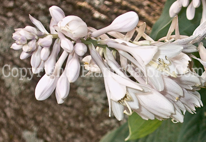 Hosta_Spacious_Skies-flower-2009