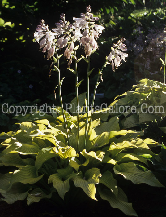 Hosta_Sun_Power-1