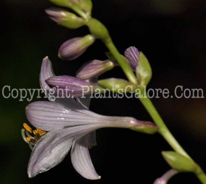 Hosta_Thumbelina-07-2012-1