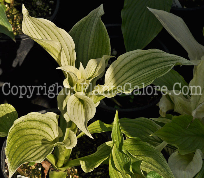 Hosta_White_Wall_Tires-WG-05-12-500