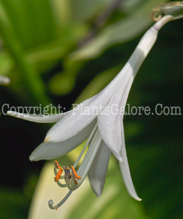 Hosta_montana_Aureomarginata-07-2012-2